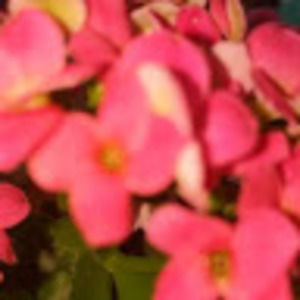 Meet your Posher, Amber